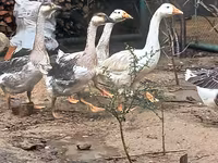 Geese — photo 2