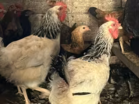 Chickens — Foto 2