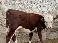 Toro, Vaca kazaja de cabeza blanca — foto 5