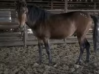 Hengst, Kazakh horse — Foto 1