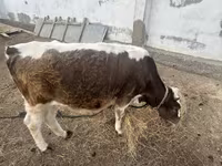 Kuh, Latvian Blue cattle — Foto 3