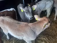 Buğa, Simmental cattle — foto 3