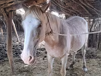 Caballo, Kazakh horse — foto 4