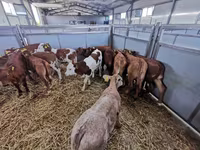 İnək, Simmental cattle — foto 2