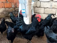 Australian Pit Game fowl — photo 5