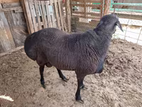 Widder, Hissar sheep — Foto 2