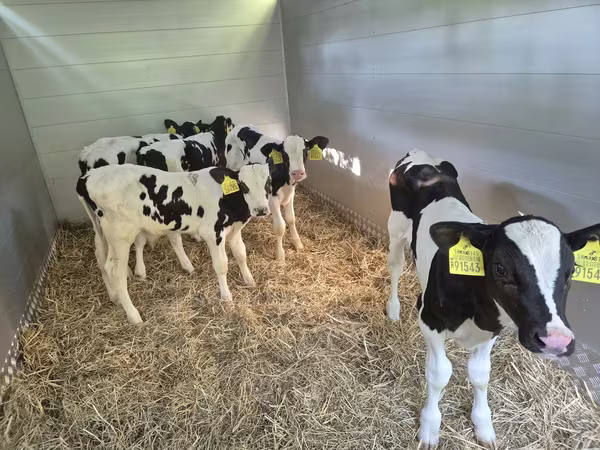 Bulle, Russian Black pied cattle