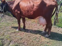 गाय, Latvian Blue cattle — फ़ोटो 1