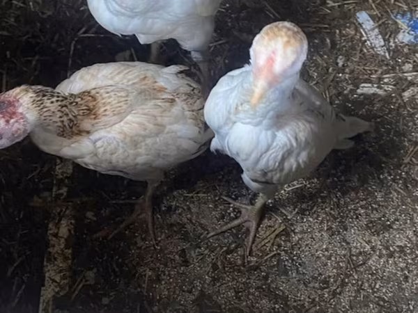 Chickens