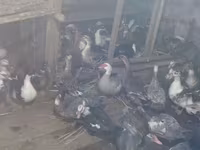 pato criollo doméstico — foto 2