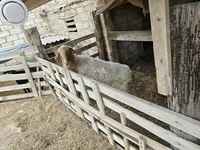 Cabro, Cabras — foto 3