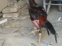Chickens — Foto 8