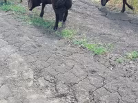 كبش, Baerchuke sheep — الصورة 2