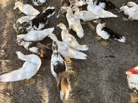 Ducks — Foto 2