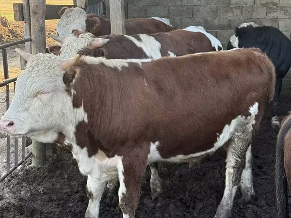 Бик, Simmental cattle
