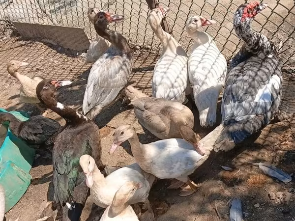 pato criollo doméstico