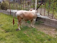 Toro, Ganado vacuno — foto 7