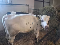 Корова, Russian Black pied cattle — фото 2