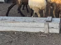 Ram, Sheep — photo 2