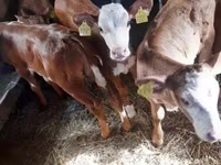 Bulle, Simmental cattle — Foto 1