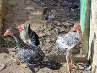 Chickens — photo 1