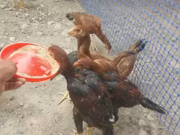Chickens — फ़ोटो 5