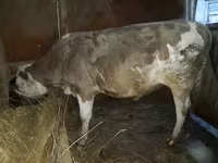 Buğa, Simmental cattle — foto 1