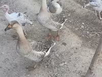 Geese — Foto 2