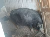 Sow, Pigs — photo 1