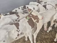 Toro, Simmental cattle — foto 3