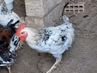 Chickens — Foto 6