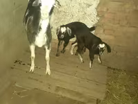 Cabra, Cabras — foto 1