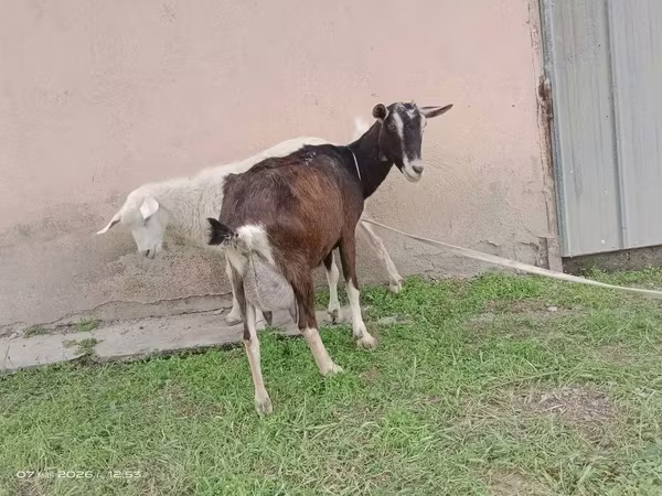 عنزة, Alpine goat