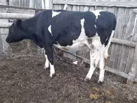 Kuh, Holstein-Rasse — Foto 1