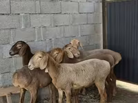 Widder, Arashan sheep — Foto 3