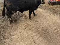 Toro, Aberdeen-Angus — foto 3