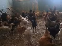 Chickens — फ़ोटो 3