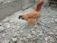 Chickens — Foto 1