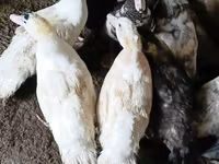 Ducks — फ़ोटो 5