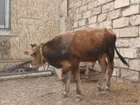Bulle, Russian Black pied cattle — Foto 5