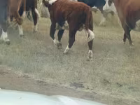 Bull, White-headed Ukrainian — photo 1