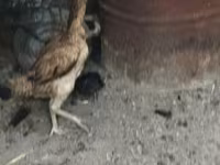 Chickens — फ़ोटो 3