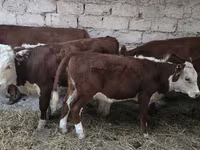 Sigir, Qozog'iston oq boshli sigir — 4-rasm