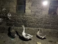 Geese — Foto 1