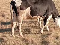 Kuh, Latvian Blue cattle — Foto 2