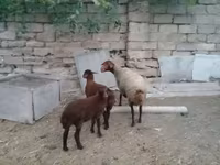 Вівця, Вівці — фото 1