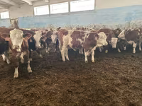 Buğa, Simmental cattle — foto 4