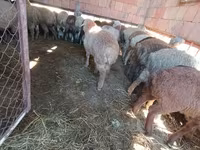 Sheep (batch, sex not specified), Sheep — photo 3