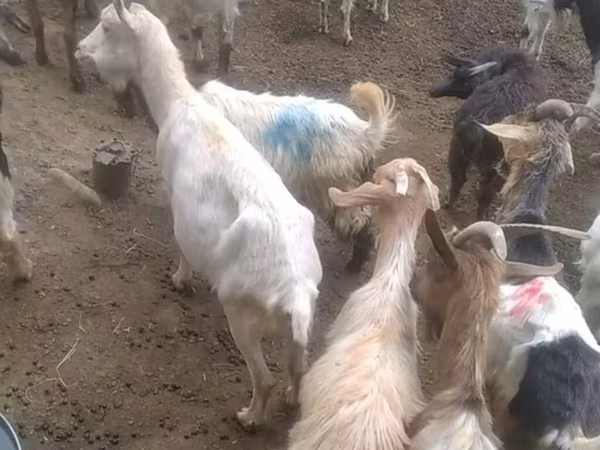 Echkilar (partiya, jinsi ko‘rsatilmagan), Echkilar