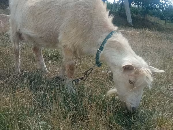 母山羊, Goats